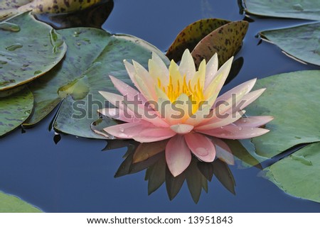Pink and yellow water lily with reflections in calm water garden, Michigan, USA