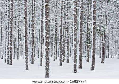 Winter, Hiawatha National Forest after a fresh snowfall, Michigan\'s Upper Peninsula, USA