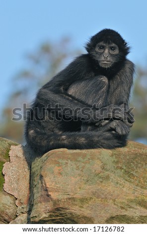 Colombian black spider monkey (Ateles fusciceps robustus) sits on rocky outcropping