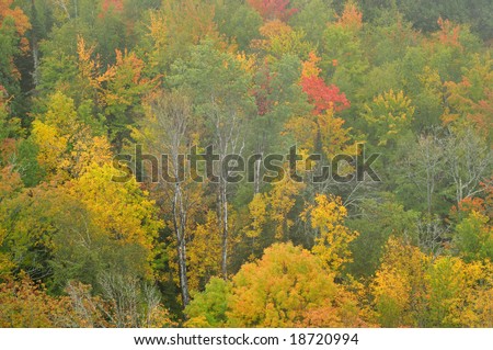 Autumn forest in light fog, Lake of the Clouds, Porcupine Mountains Wilderness State Park, Michigan\'s Upper Peninsula, USA