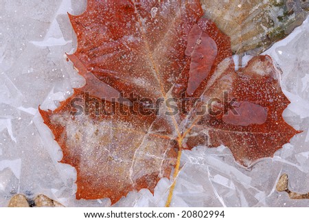 Autumn sycamore leaf encased in frozen puddle