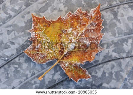 Frosted, autumn sycamore leaf resting on a frozen puddle