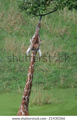 Captive reticulated giraffe with tongue extending reaching for tree branch