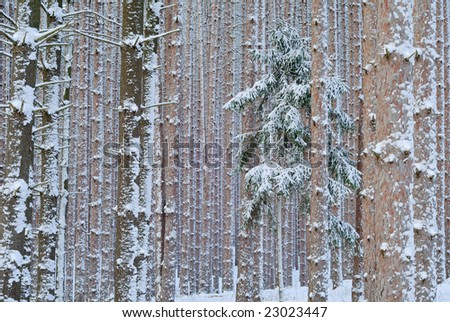 Winter, red and white pine forest with fresh dusting of snow, Yankee Springs State Park, Michigan, USA
