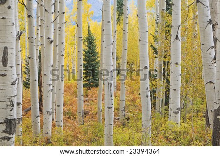 Autumn aspen forest Elk Mountains, Colorado, USA
