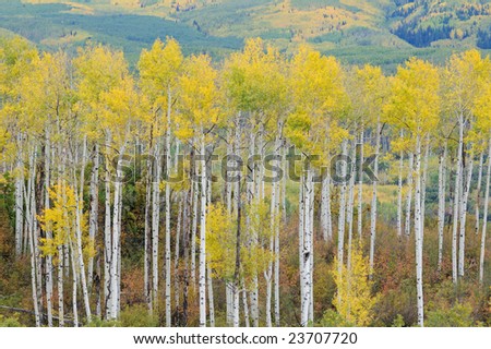 Autumn aspen forest, Elk Mountains, Colorado, USA