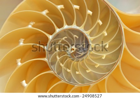 Close-up of a nautilus shell revealing its intricate patterns, textures, and details
