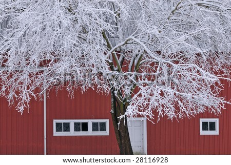 Red barn with white windows and snow flocked tree, winter, Michigan, USA
