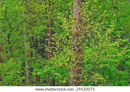 Mixed spring forest with maples and red pine trunks, Michigan, USA
