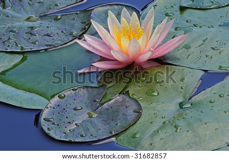 Pink and yellow water lily  framed by leaves and reflections of blue sky overhead