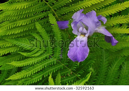 Purple iris framed by fern fronds