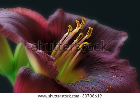Close-up of a maroon day lily showing its textures, patterns, and details