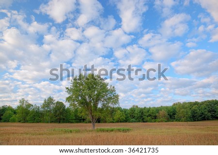 Summer meadow shortly after sunrise with golden grasses and beautiful clouds overhead, Michigan, USA