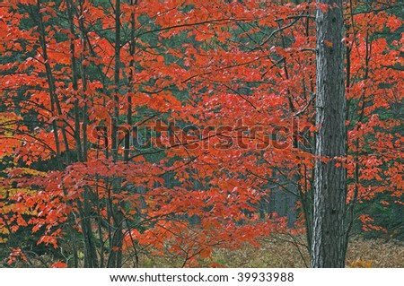Landscape of autumn maple in pine woods, Hiawatha National Forest, Michigan\'s Upper Peninsula, USA