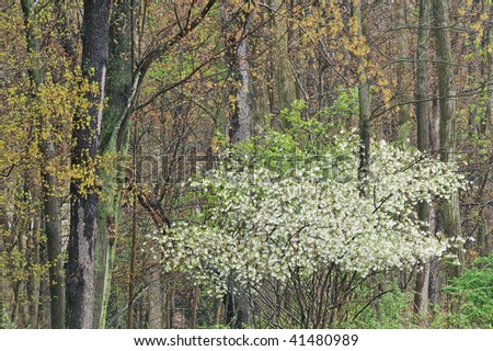 Landscape of a blooming serviceberry in a spring forest, Michigan, USA