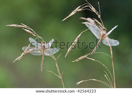 Dew covered dragonflies perched on grass seed heads on a cold summer morning