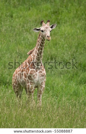 Captive, baby, reticulated giraffe standing and framed by summer grasses
