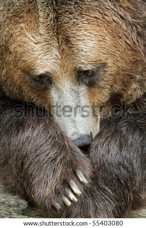 Portrait of captive brown bear (Ursus arctos)  resting on paws