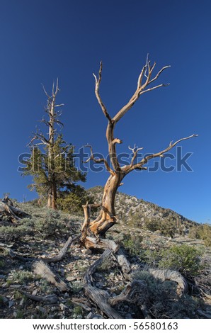 Bristlecone pines (Pinus longaeva), our planet\'s oldest living organisms, White Mountains, California, USA