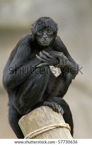 Colombian black spider monkey (Ateles fusciceps robustus) sits on post