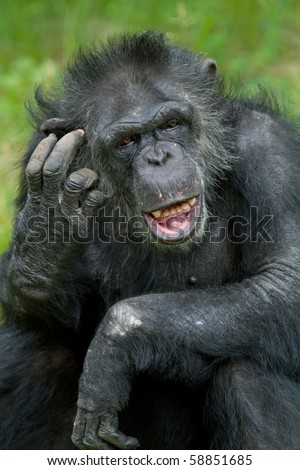 Chimpanzee Scratching Head