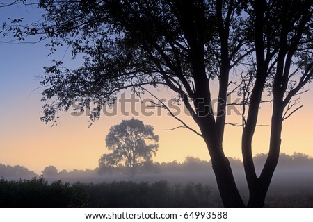 Foggy landscape at dawn of a summer meadow with silhouetted trees, Michigan, USA