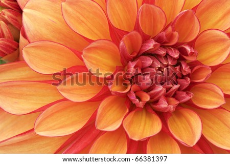Close-up of an orange and red dahlia showing its textures, patterns and details