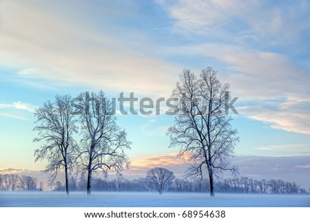 Rural winter landscape of lightly frosted trees and ground fog, Michigan, USA