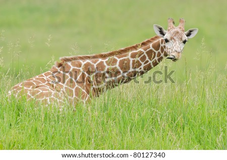 Close-up of a reticulated giraffe with tongue out grazing on grasses