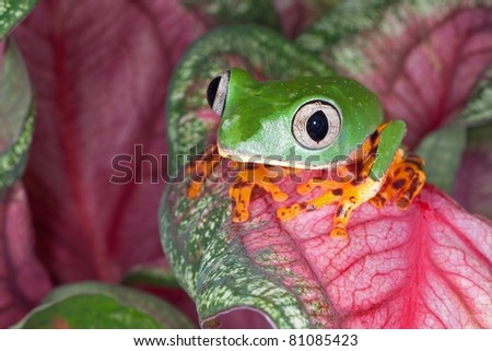 Close-up of a tiger leg monkey frog perched on pink leaf