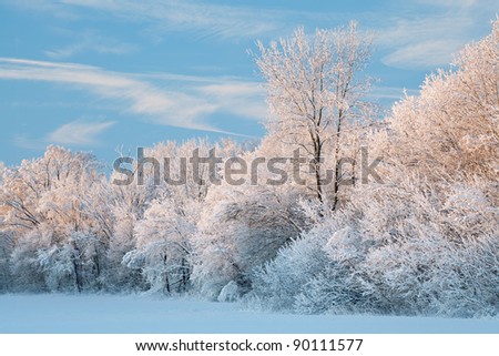 Winter landscape of a snow flocked forest, Fort Custer State Park, Michigan, USA
