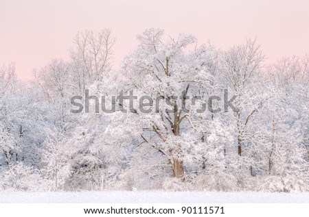 Winter landscape at dawn of a snow flocked forest, Fort Custer State Park, Michigan, USA