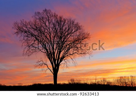 Bare trees in a winter landscape silhouetted against a colorful dawn sky, Fort Custer State Park, Michigan, USA