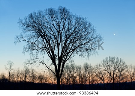 Winter landscape of bare trees and crescent moon at dawn, Fort Custer State Park, Michigan, USA