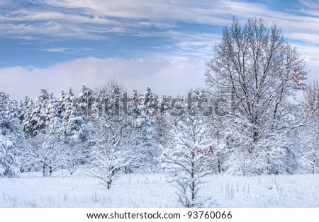 Winter landscape of snow flocked trees, Allegan State Forest, Michigan, USA