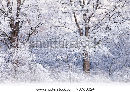 Winter landscape of snow flocked trees in light fog, Fort Custer State Park, Michigan, USA