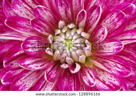 Close-up of a pink dahlia showing its textures, patterns and details
