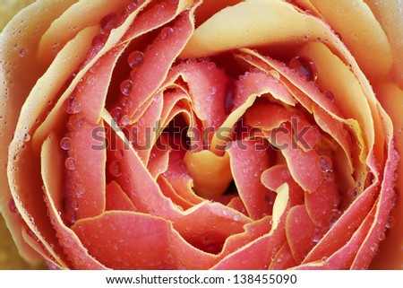 Close-up of a red rose with raindrops revealing its patterns, textures, and details