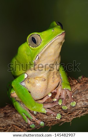 Close-up of a perched giant monkey frog ( Phyllomedusa bicolor)
