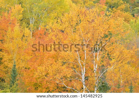 Autumn forest, Brockway Mountain Drive, Keweenaw Peninsula, Michigan\'s Upper Peninsula, Michigan, USA