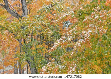 Autumn landscape of woods with blurred streaks of falling snow, Hiawatha National Forest, Michigan\'s Upper Peninsula, USA