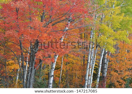 Landscape of autumn woodland with maples and aspens, Ottawa National Forest, Michigan\'s Upper Peninsula, USA