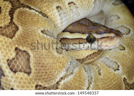 Coiled royal python or ball python (Python regius)