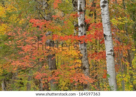 Autumn woods, Ottawa National Forest, Michigan\'s Upper Peninsula, USA