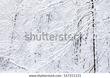 Abstract landscape of winter forest with fresh snow, Yankee Springs State Park, Michigan, USA