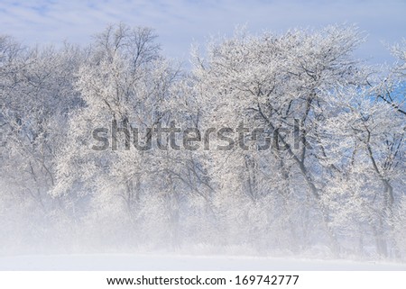 Hoarfrost encases a forest of bare trees in fog on a frigid winter morning, Michigan, USA