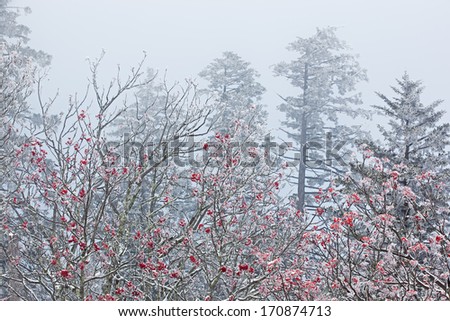 Winter landscape of snow flocked trees and mountain ash berries in fog at Clingman\'s Dome, Great Smoky Mountains National Park, North Carolina, USA
