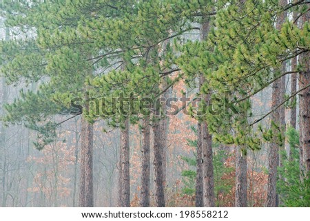 Autumn landscape of woodland in light fog with pines and oaks, Kellogg Forest, Michigan, USA