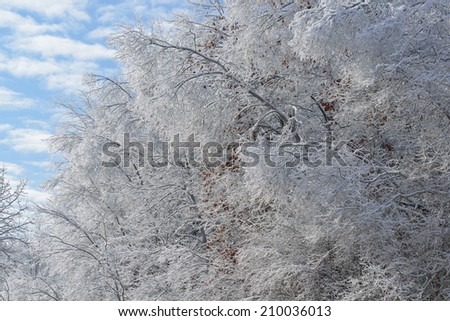 Iced winter forest flocked with fresh snow, Yankee Springs State Park, Michigan, USA