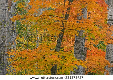 Autumn maple Ottawa National Forest, Michigan\'s Upper Peninsula, USA